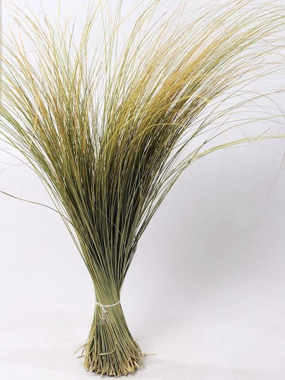 Dried helmet grass