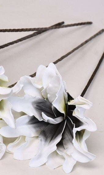 Schaumblume Dracena weiß schwarz Ø 24 cm