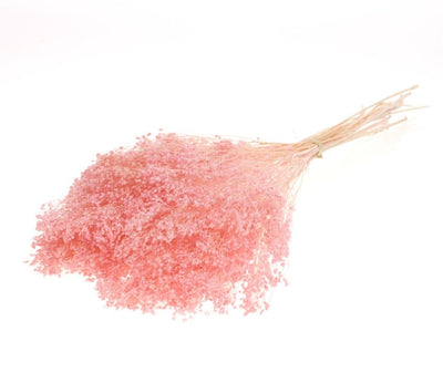 Bloom séché Bloom blanchis rose clair