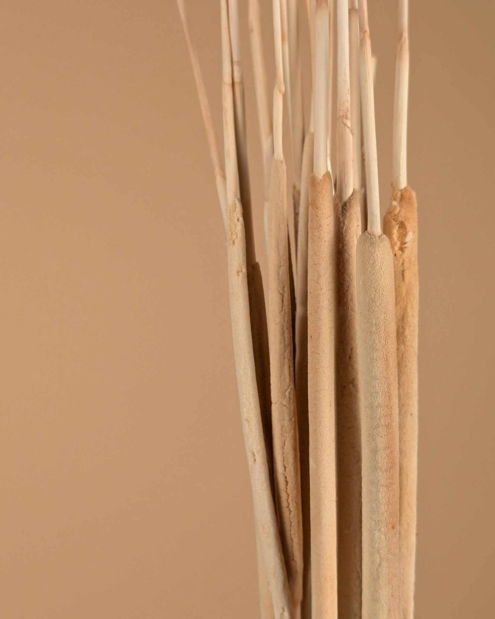 Typha Rietsiger eng und gebleicht (Lisdodde)