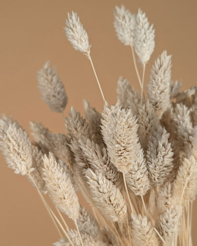 Gedroogde phalaris (kanariegras) – gebleekt