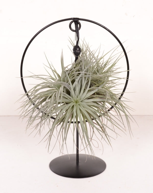 Tillandsia Silber in einem Designring zu Fuß