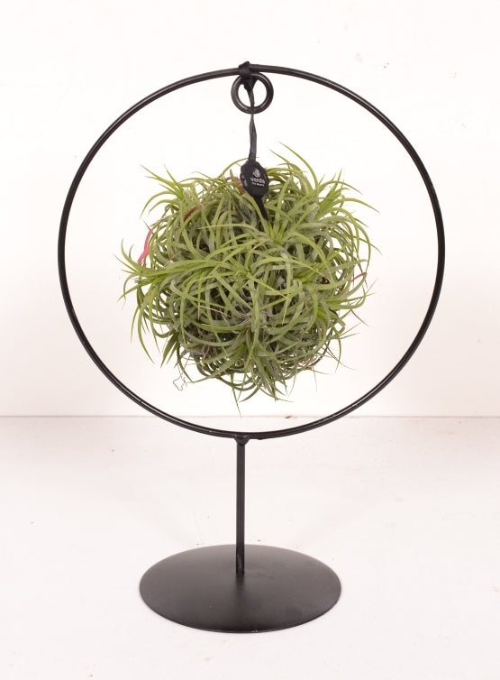 Tillandsia grün in einem Designring zu Fuß