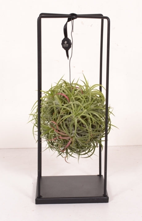 Tillandsia grün in einem Metallrahmen zu Fuß