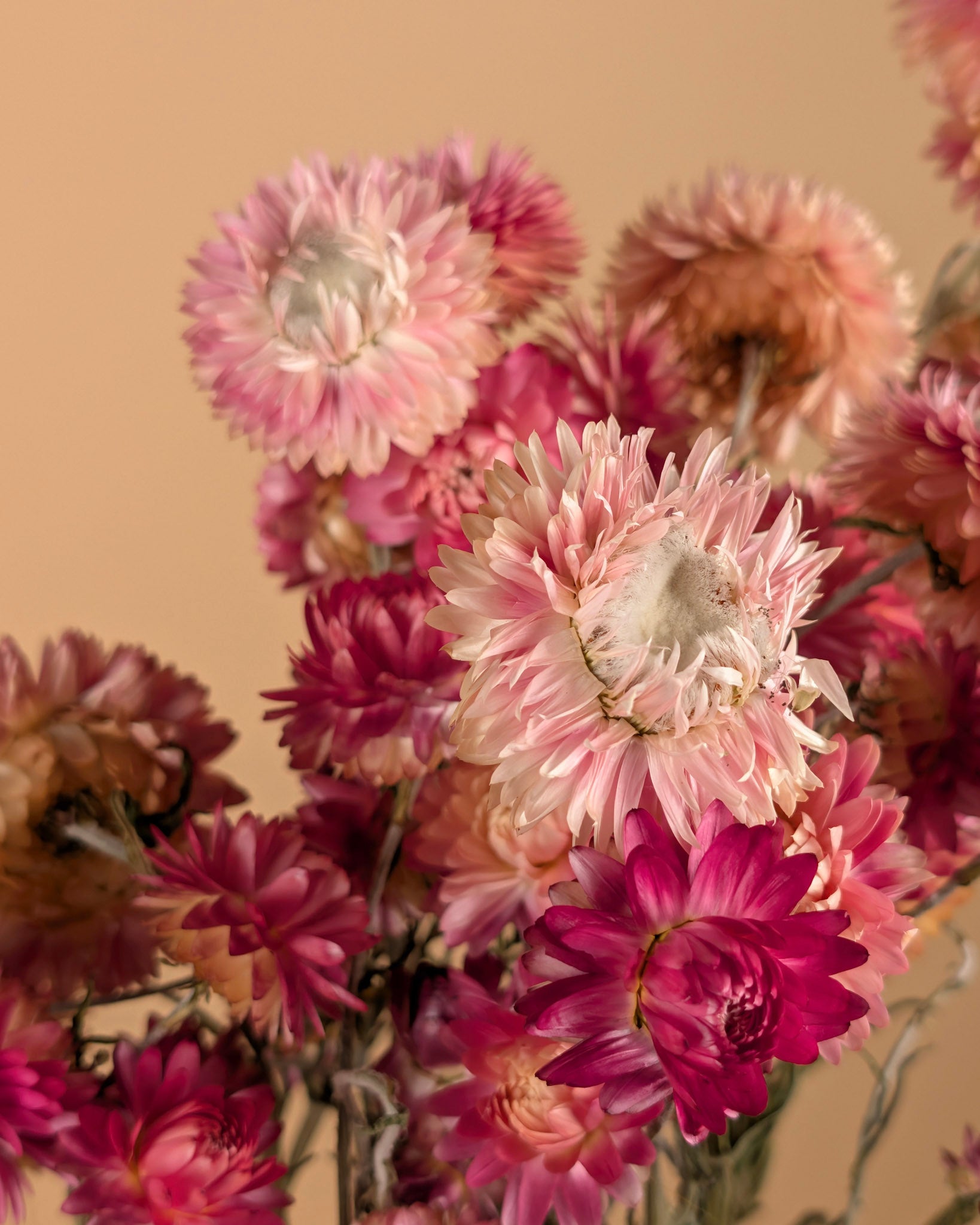 Gedroogde helichrysum (strobloem) – zalm