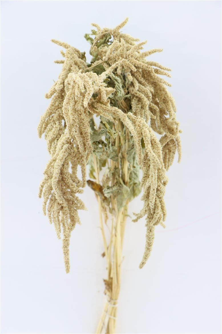 Gedroogde amaranthus caudatus – groen