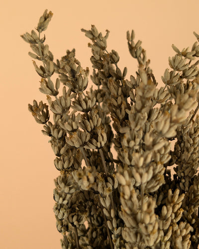 Botao Botton dunkelblau getrocknet