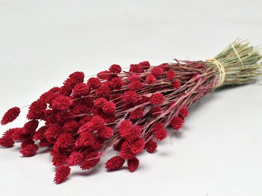 Dried Phalararis colored red (canarial grass)