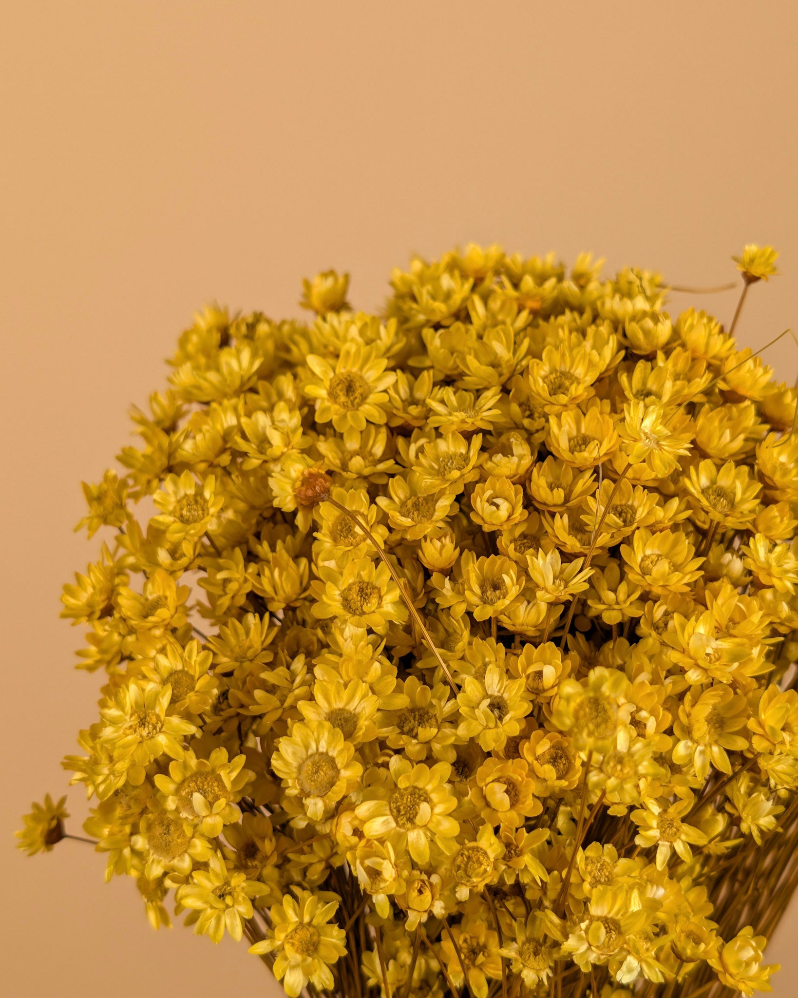 Gedroogde glixia (strobloem) – geel