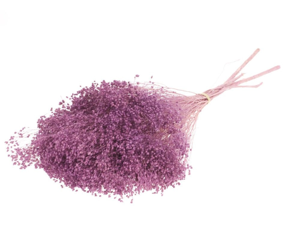 Dried broom bloom preserved bleached lilac