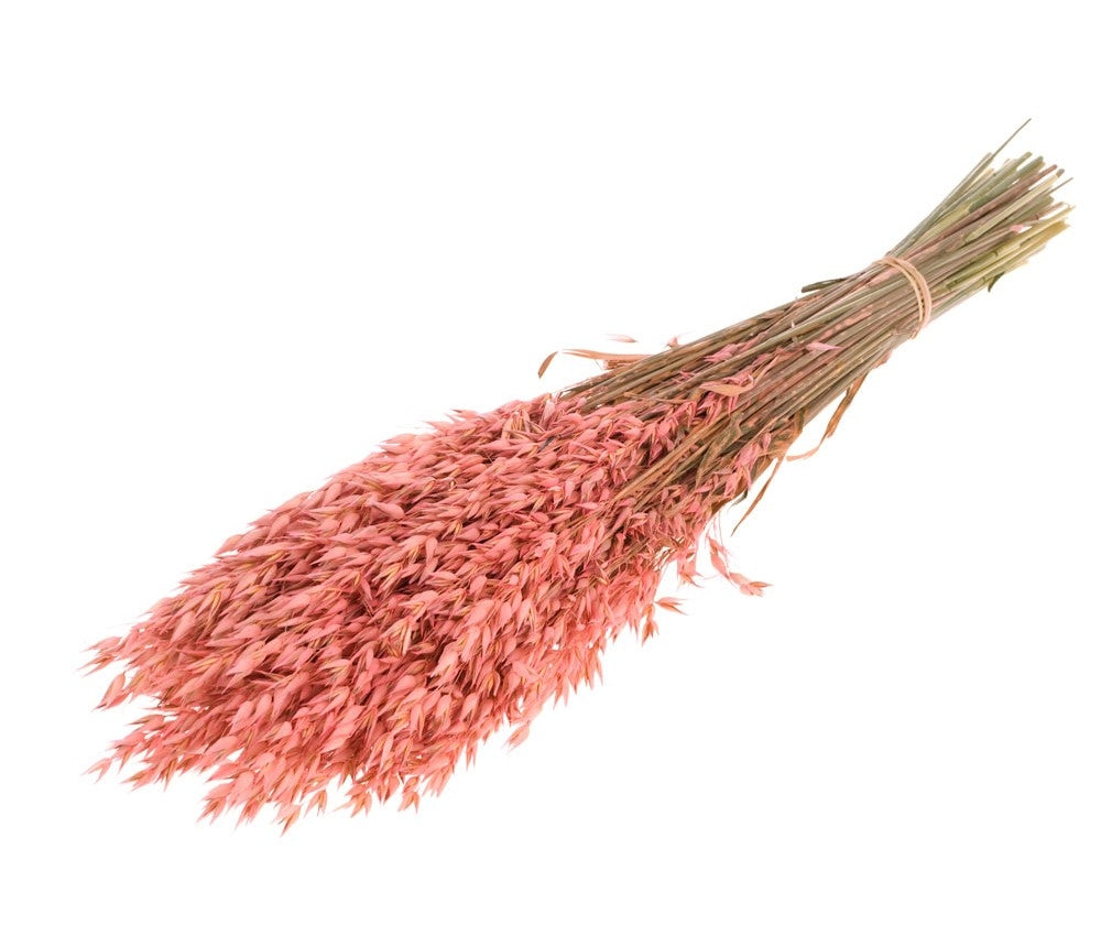 Dried oats (Avena) Pink colored