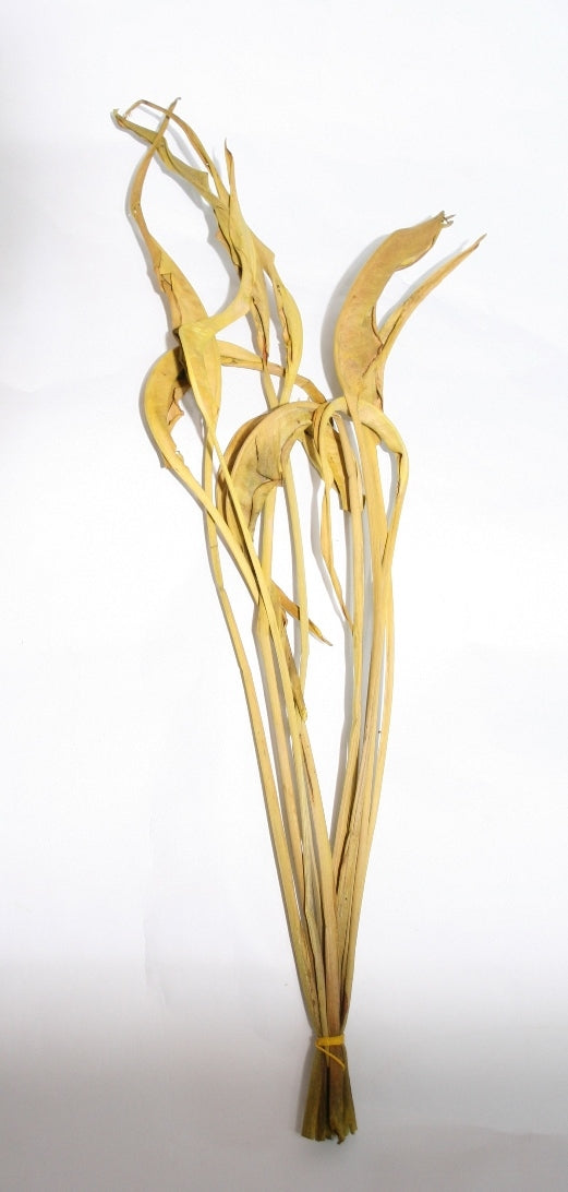 Strelitzia leaf dried light green painted