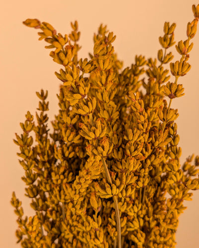 Gepreserveerde lavendel – diep oranje