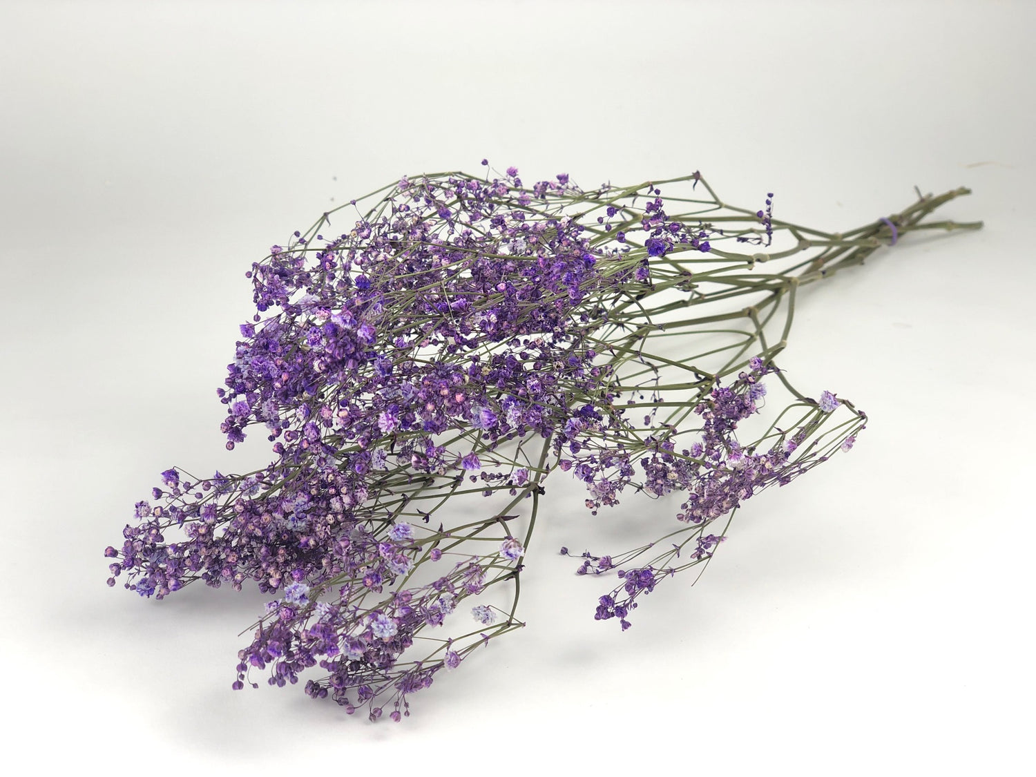 Gypsophila milka gedroogd  (Gipskruid)