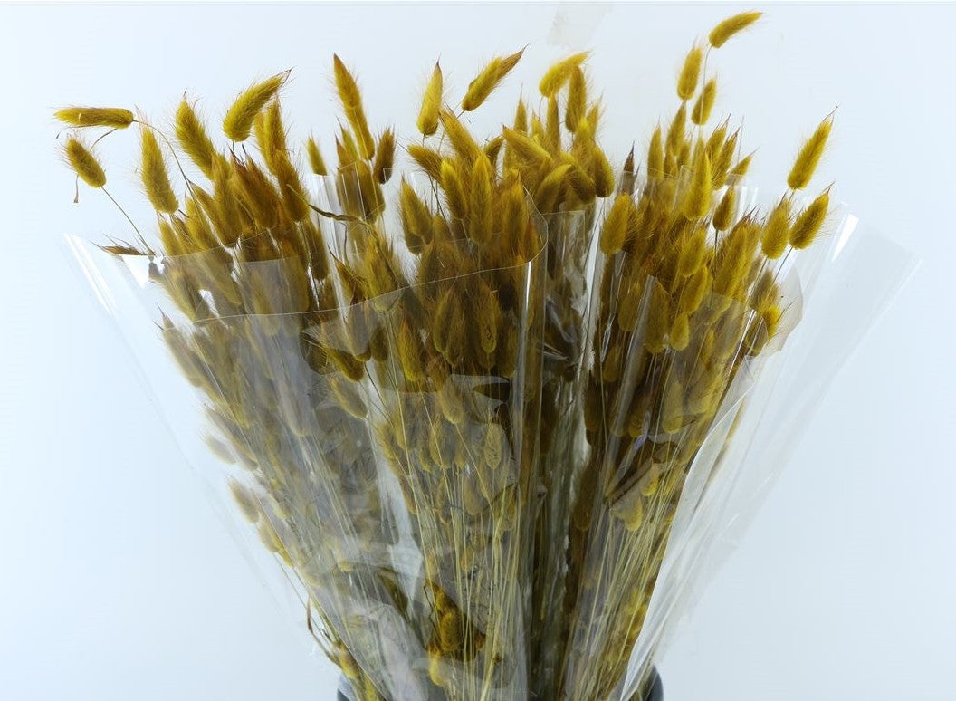 Dried Lagurus Ovatus Yellow Brown