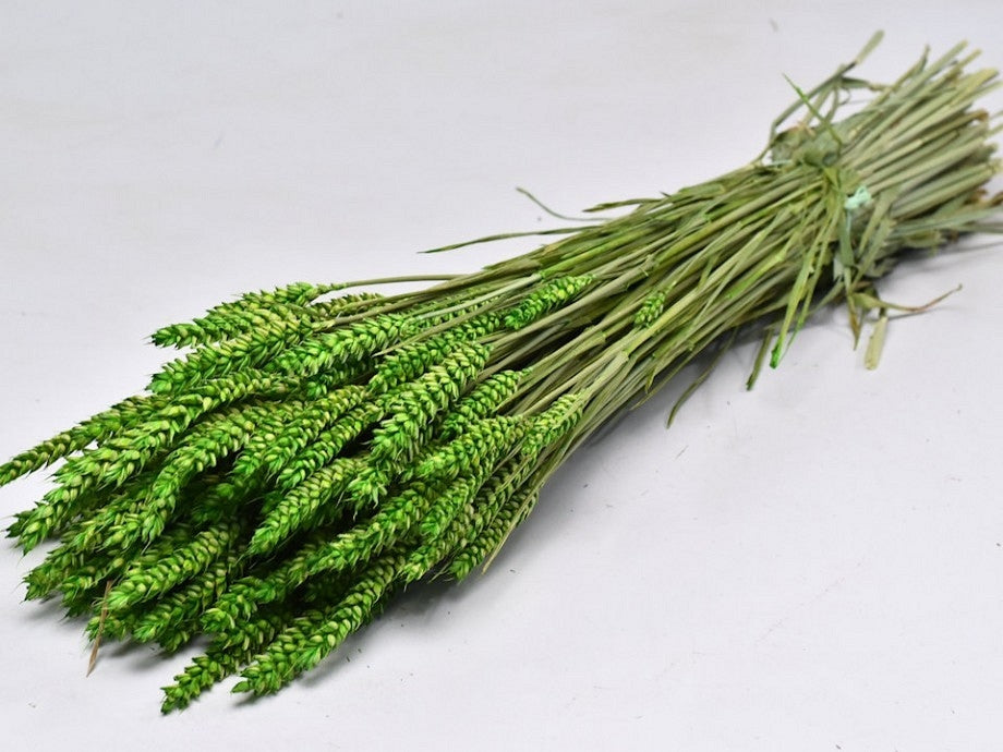 Green de blé séché (Triticum)