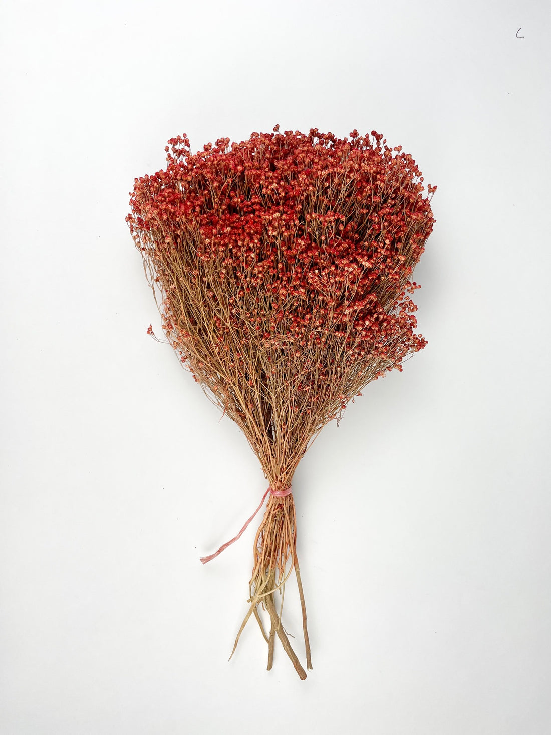 Dried Broom Bloom Red