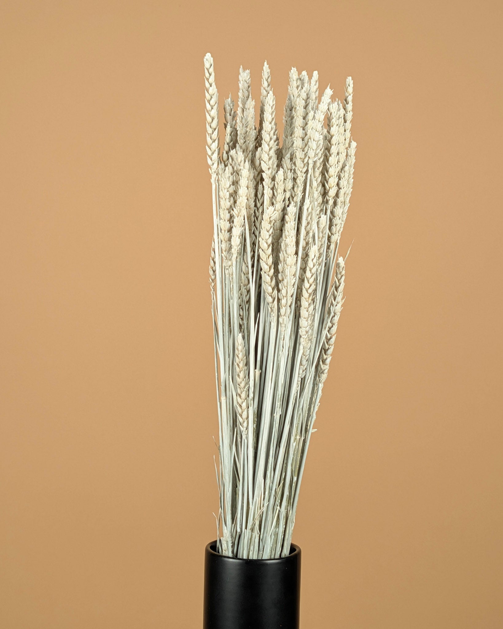 Getrockneter Weizen weiß