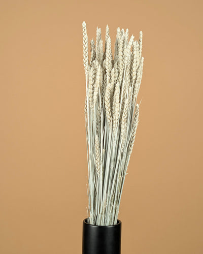 Getrockneter Weizen weiß