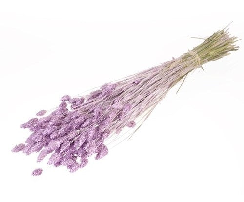 Dried Phalaris Misty Lilac (Kanariegras)