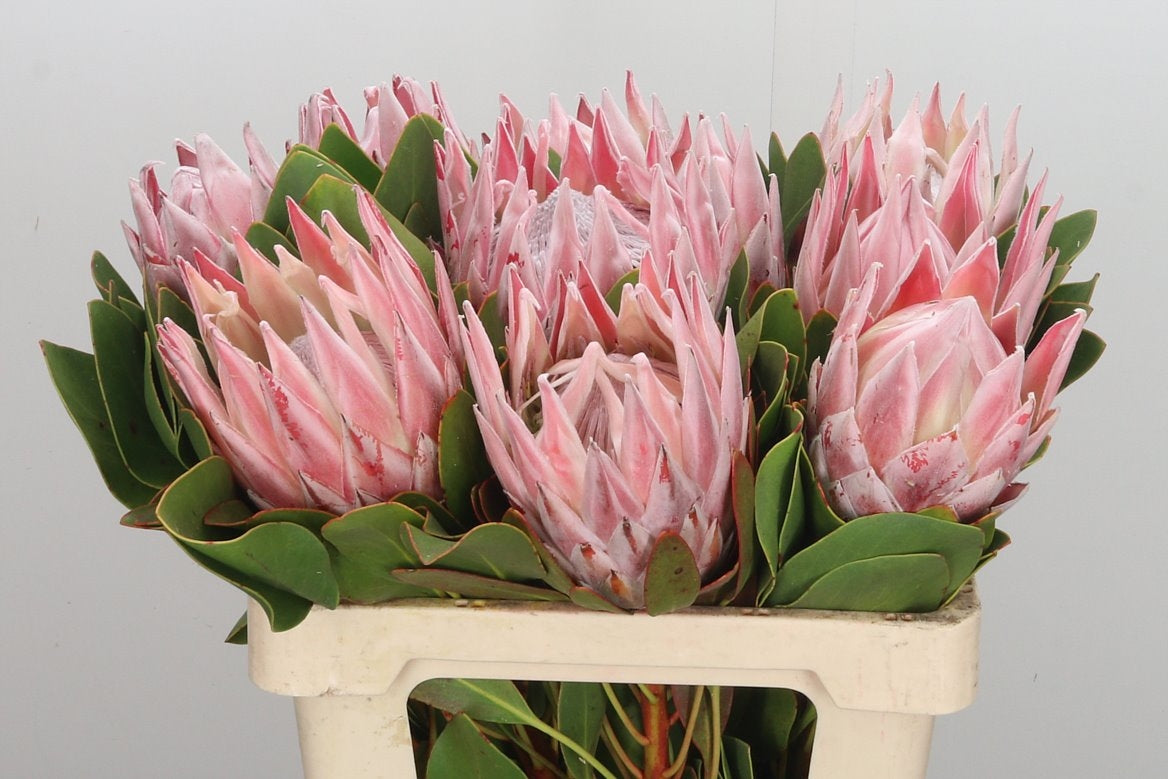 Protea Cynaroides met steel 30 cm