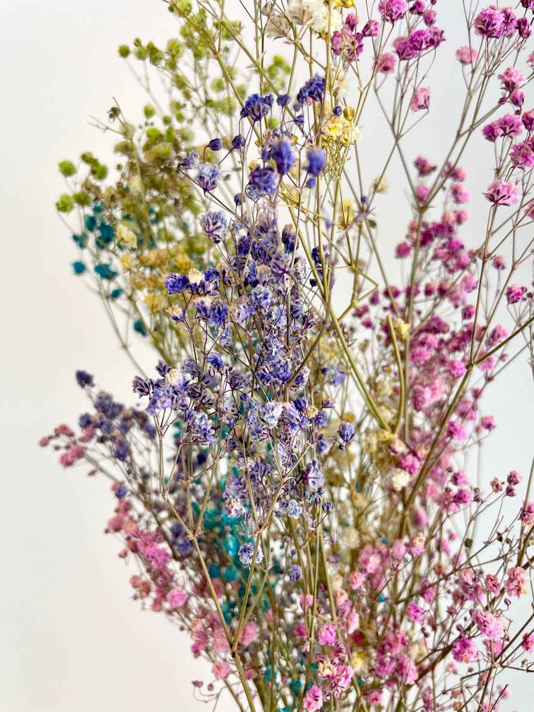 Dried Gypsophila Rainbow (GIPSPRAID) - Various colors