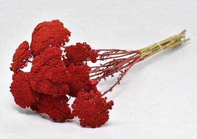 Gedroogde achillea parker – rood