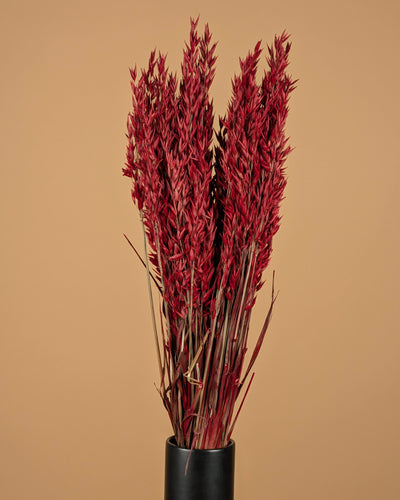 Gedroogde haver (avena) – rood