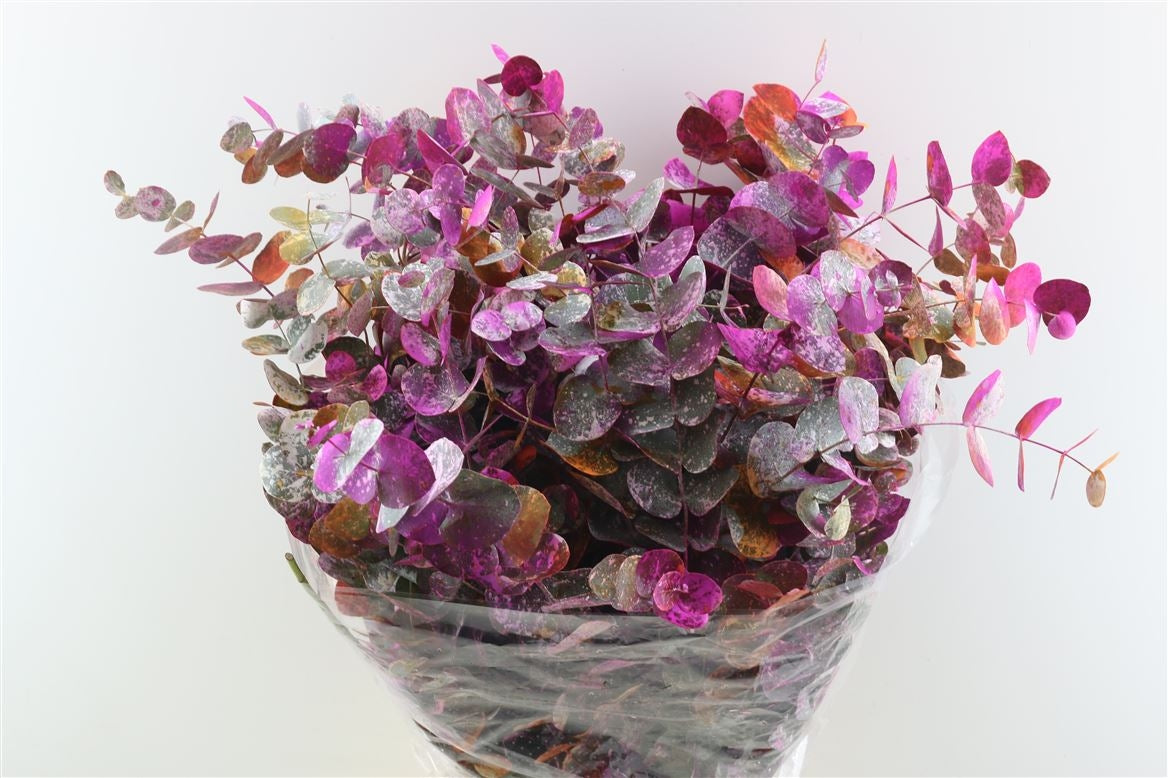 Eukalyptus cinerea picasso Orange pro Wald