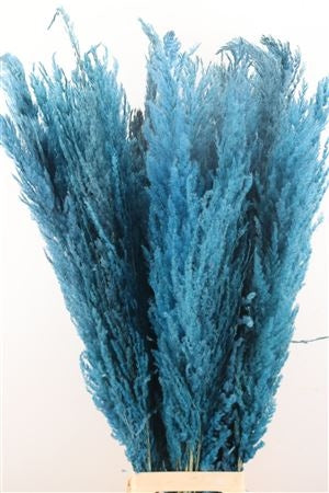 Pampas grass blue dried