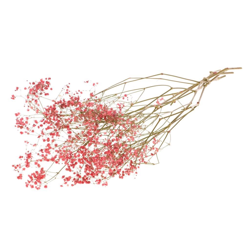 Gipskruid (Gypsophilia) cerise rood geverfd gedroogd