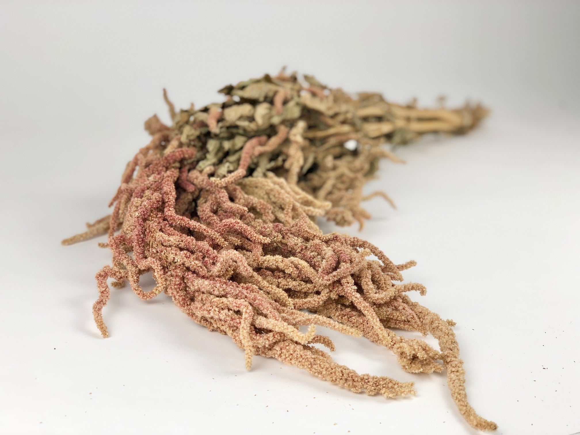 Getrockneter Amaranthus caudatus hellrot