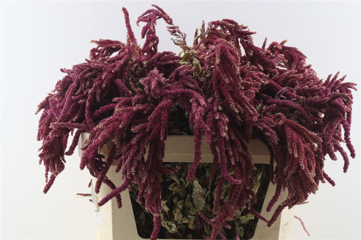 Getrockneter Amaranthus caudatus rot