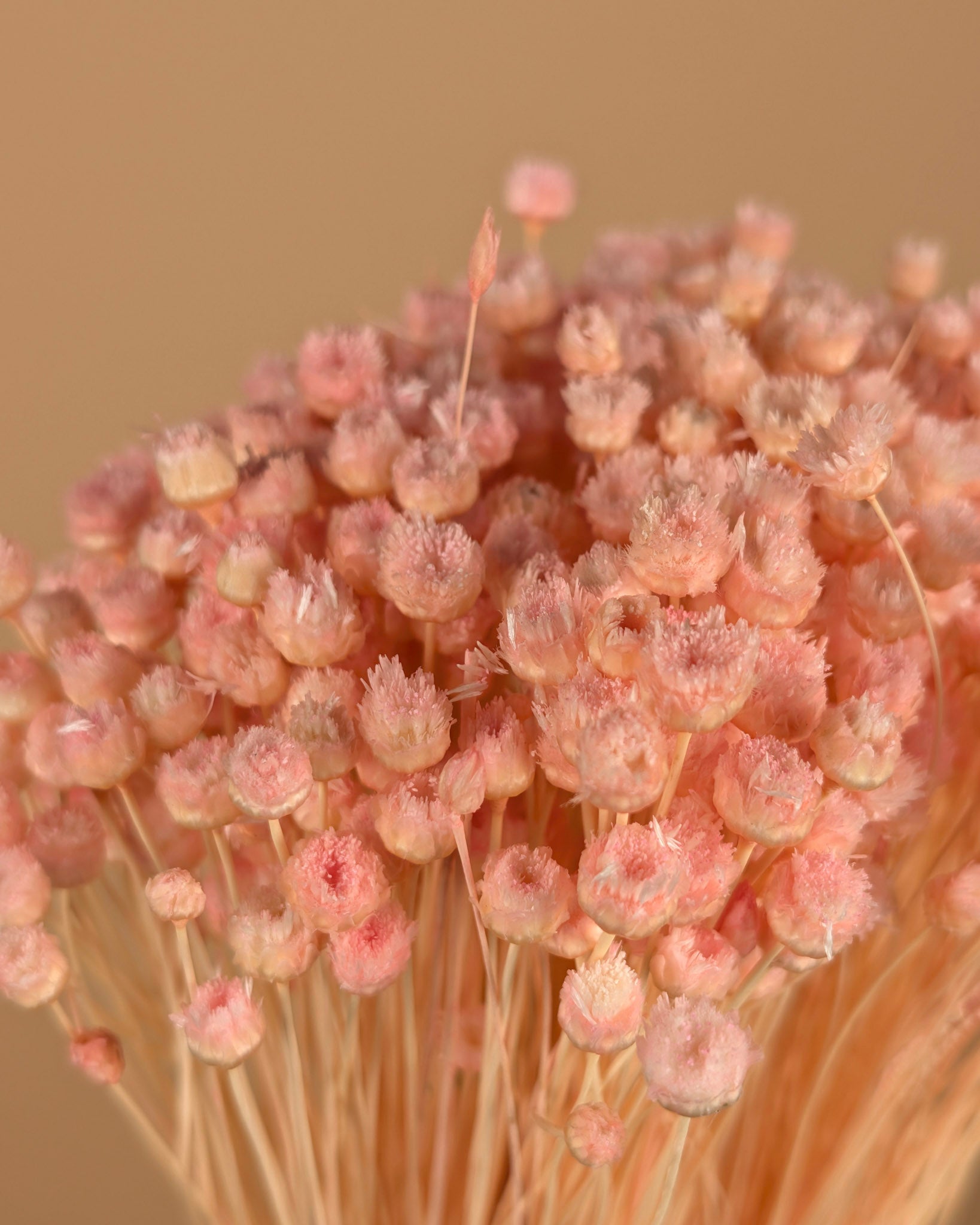 Gedroogde berina – roze