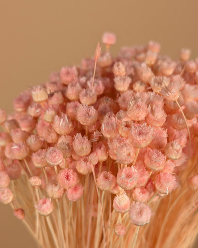 Gedroogde berina – roze