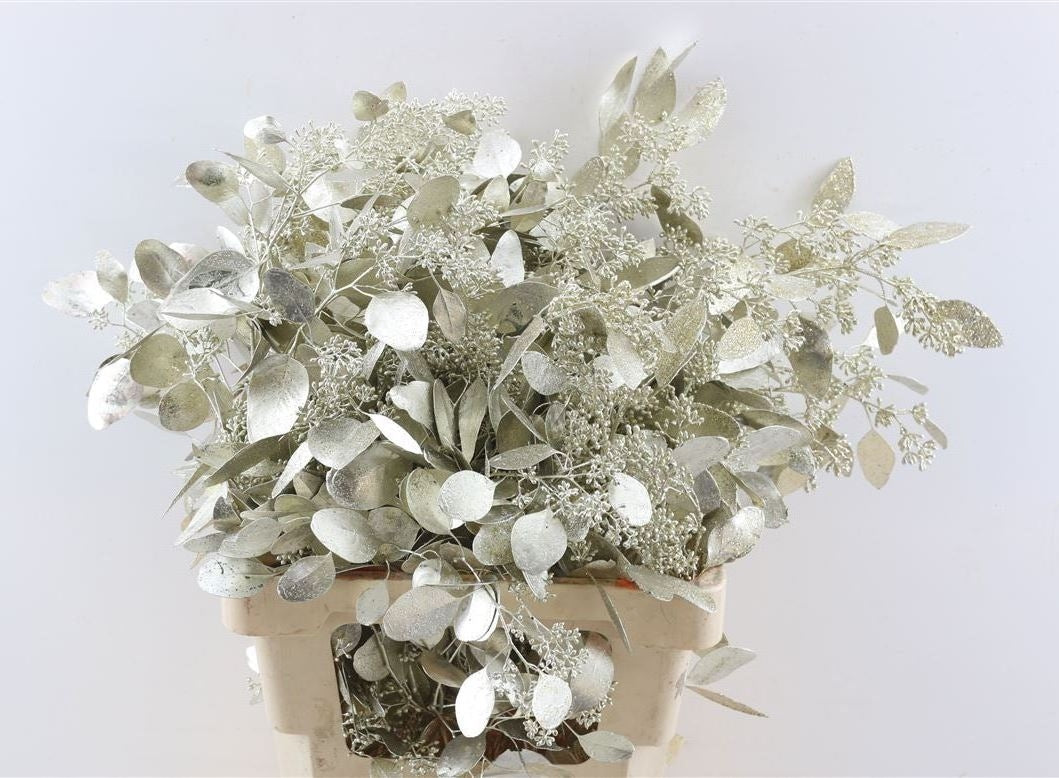 Eucalyptus populus platinum painted per forest