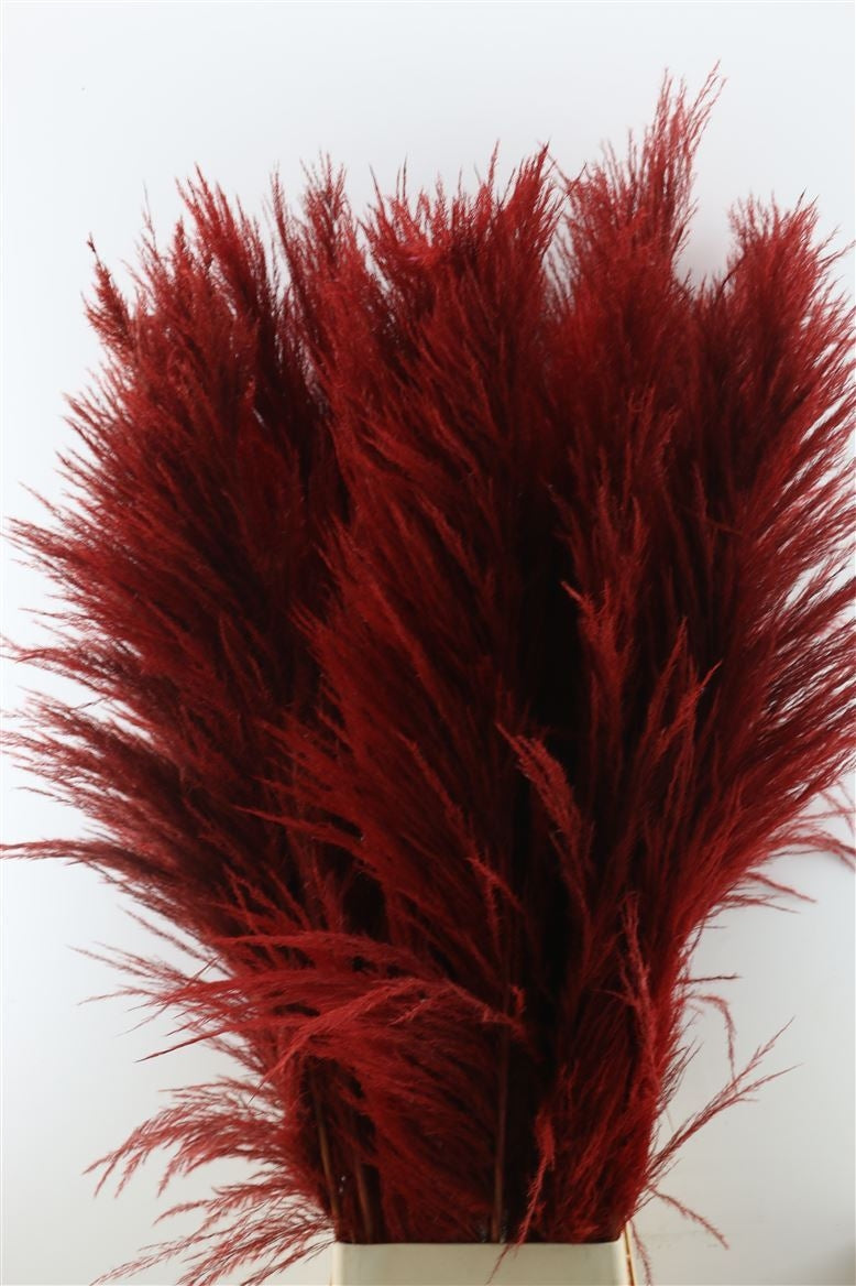 Pampas grass red well -filled plumes dried