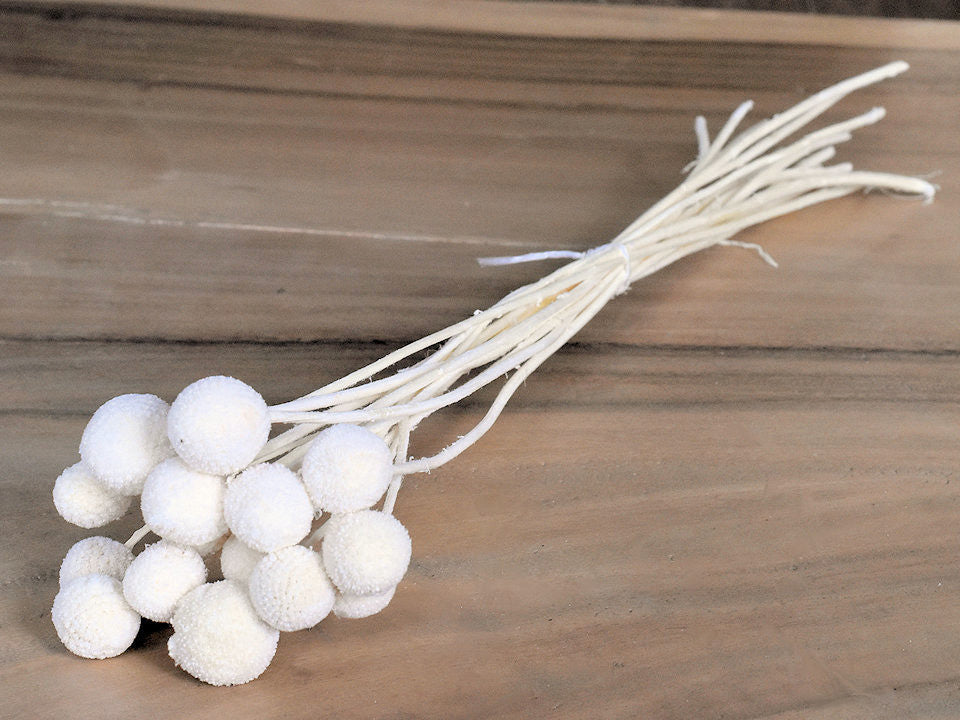 Craspedia bleached 15pcs 40cm