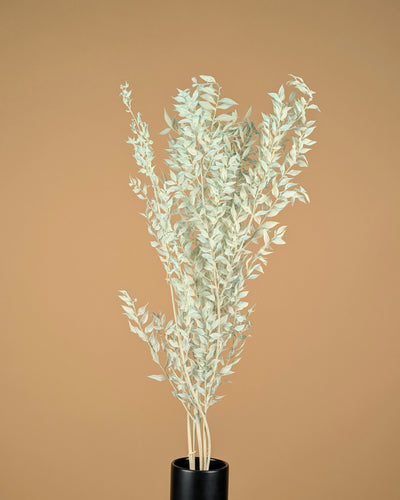 Gepreserveerde Ruscus – licht blauw