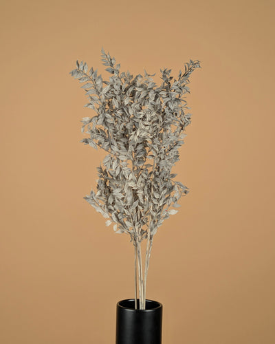 Ruscus Mint Grey erhalten