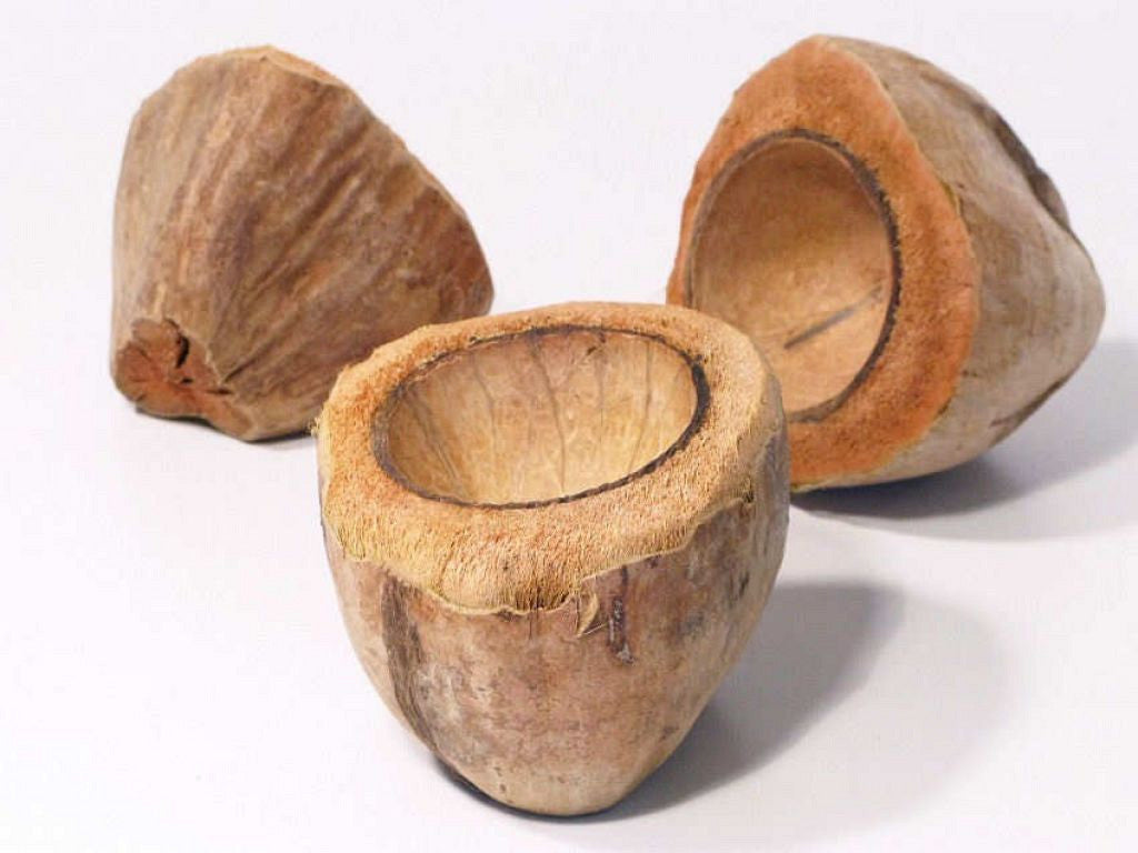 Kokosnussbecher 11-14 cm