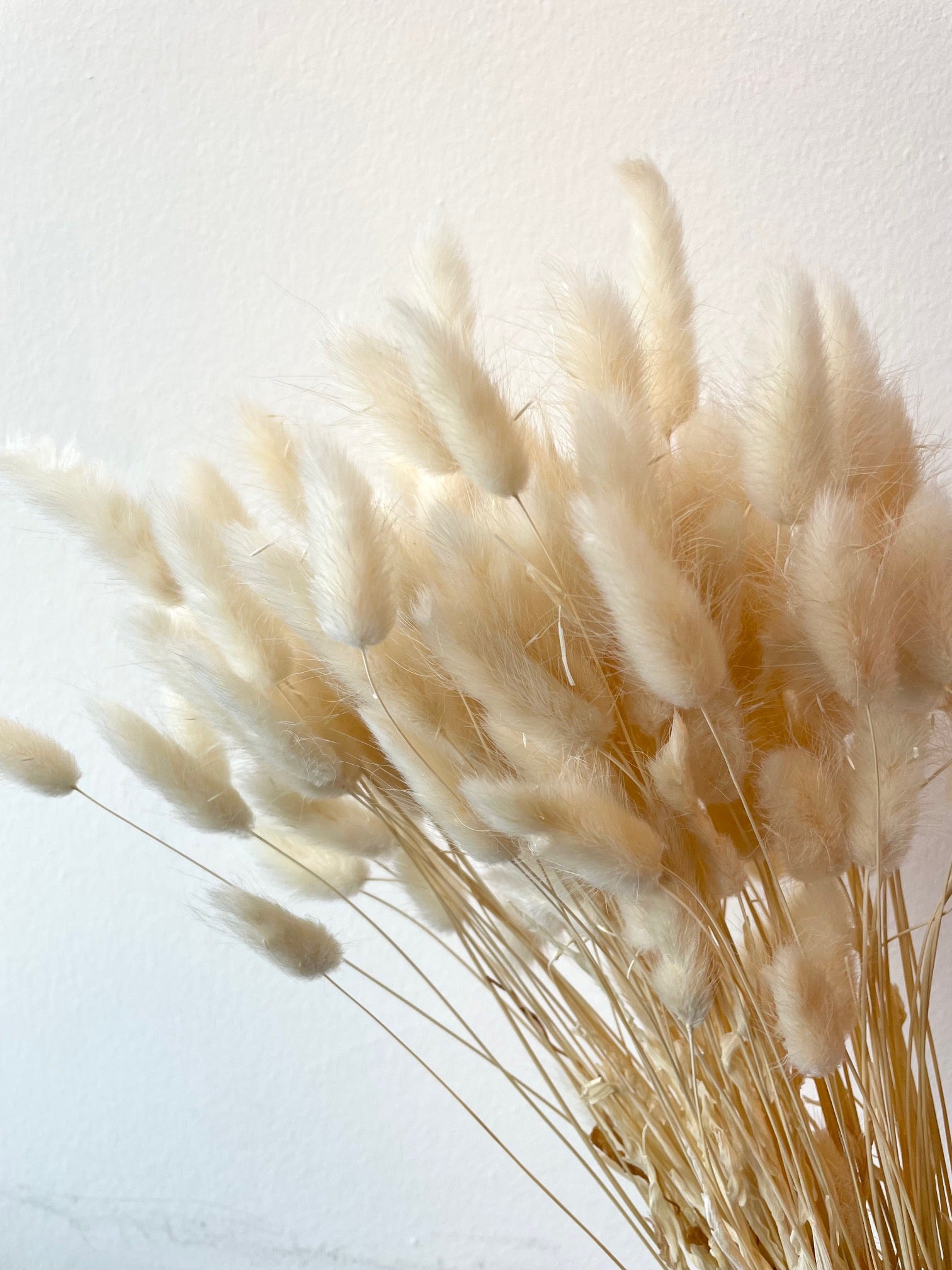 Gedroogde lagurus (hazenstaart) – gebleekt