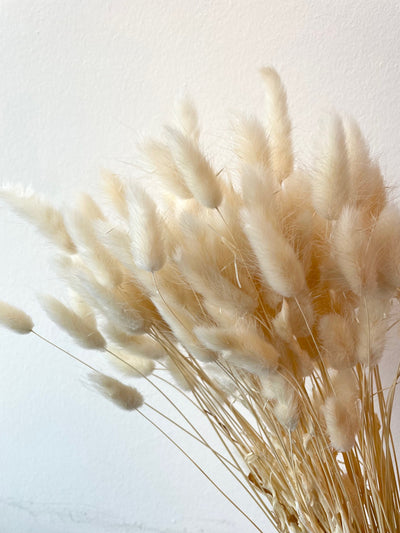 Gedroogde lagurus (hazenstaart) – gebleekt