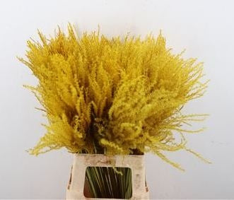 Stipa feather feathers yellow