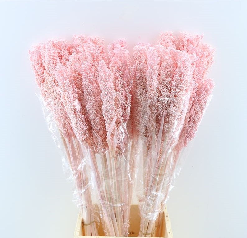 Getrocknetes Sorgum trostlos hellrosa