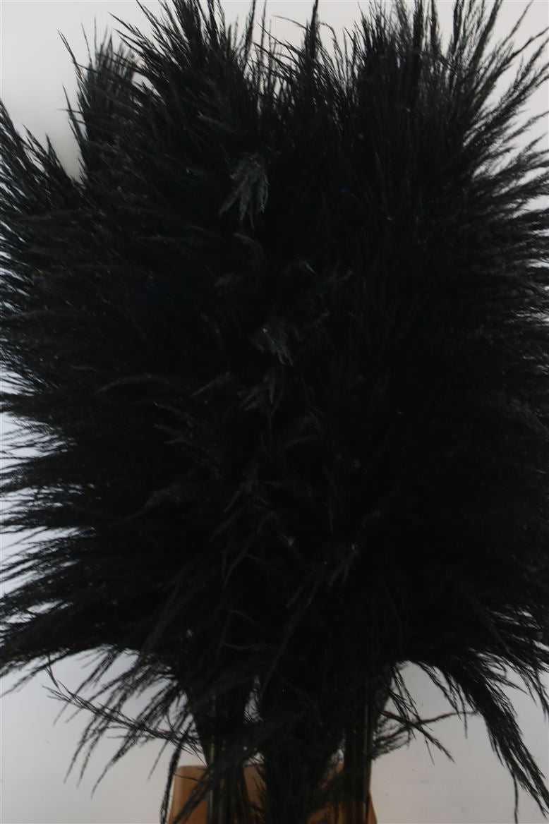 Pampas grass black well -filled plumes dried