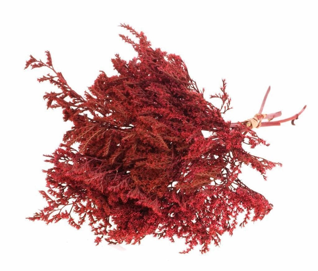 Dried Statice Tatarica Red