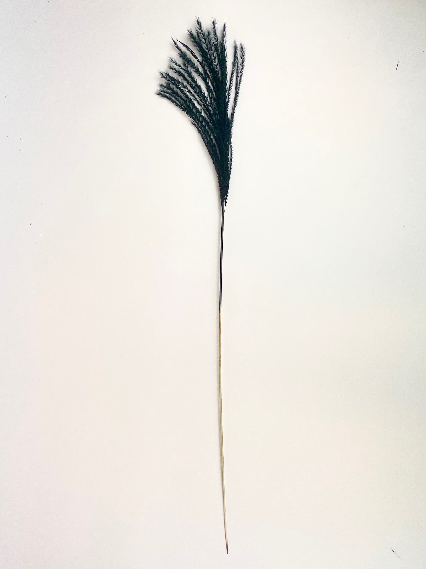 Plume stipa séchée noire (par panache)