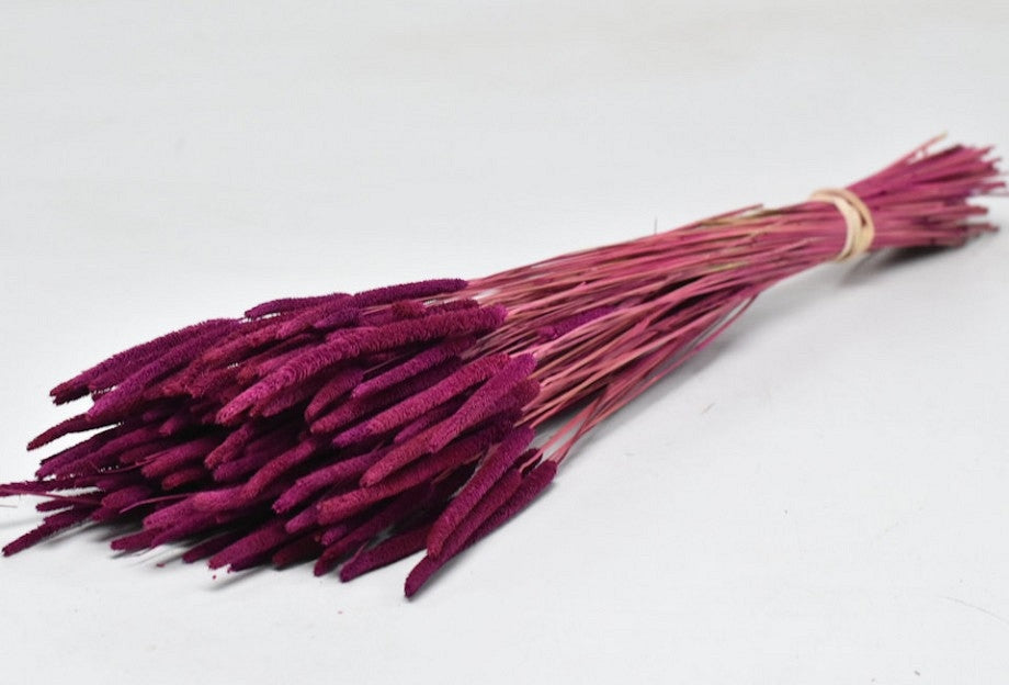 Gedroogde Phleum Pratensis violet 150 gram