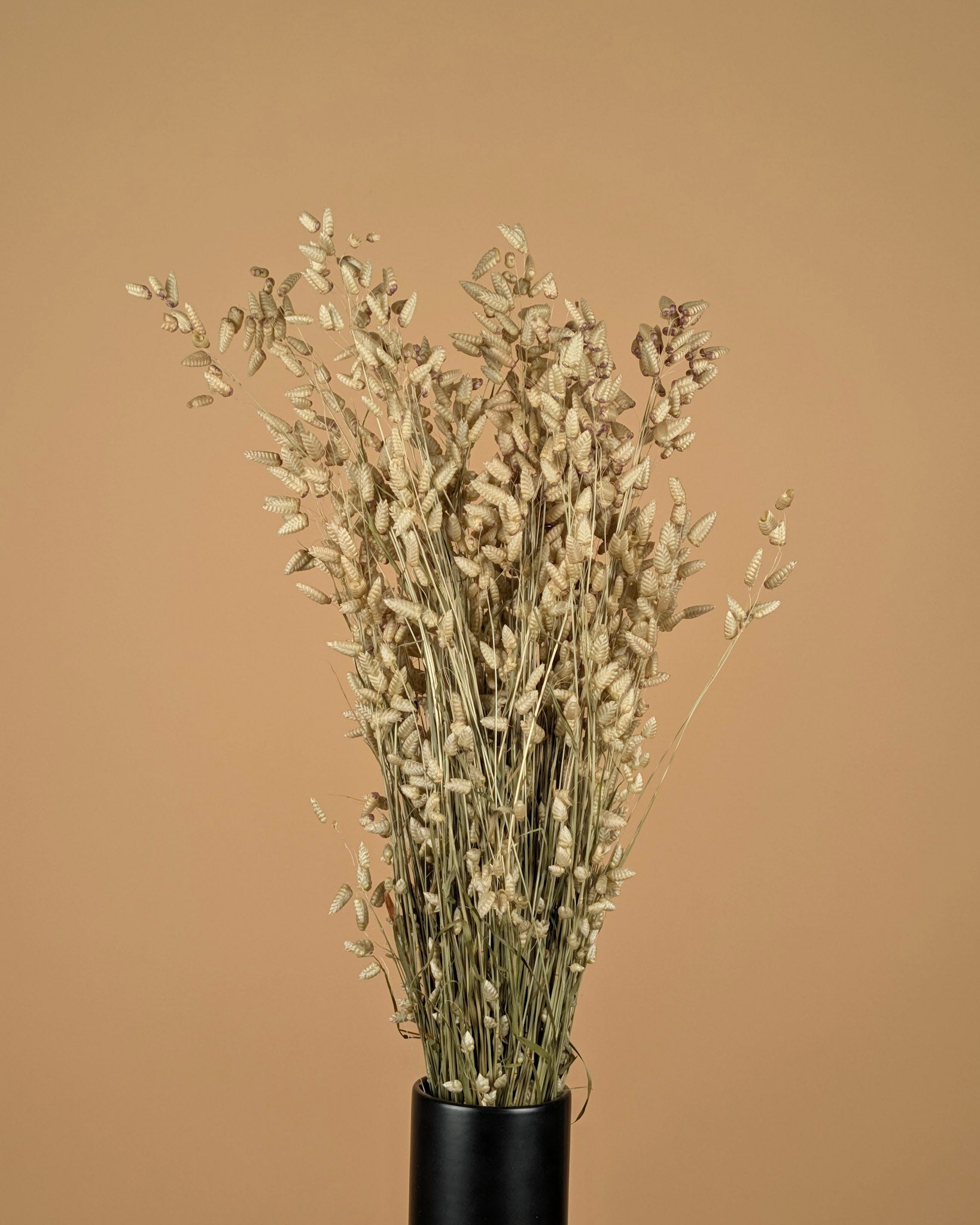 Gedroogde briza maxima – naturel